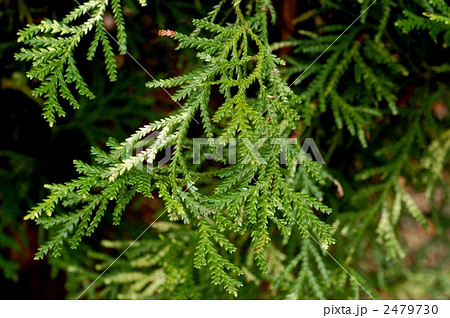 アスナロ 2479730