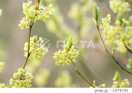 クロモジの花 2479791