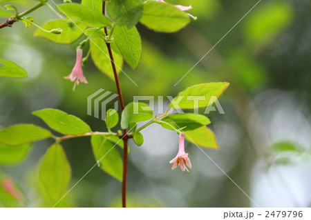 ウグイスカグラ ウグイスカグラ 2479796