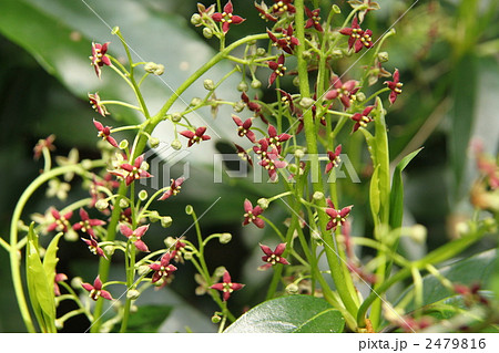 アオキの雄花 2479816