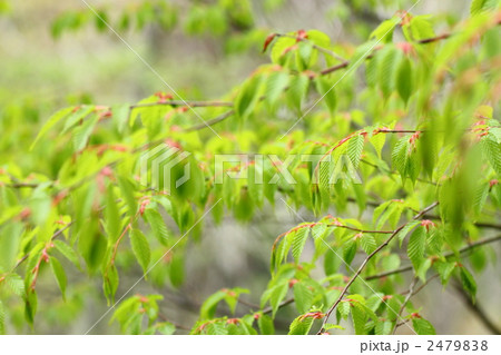 イヌシデの若葉 イヌシデの若葉 2479838