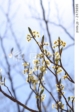 シロモジの芽吹き シロモジの芽吹き 2479896