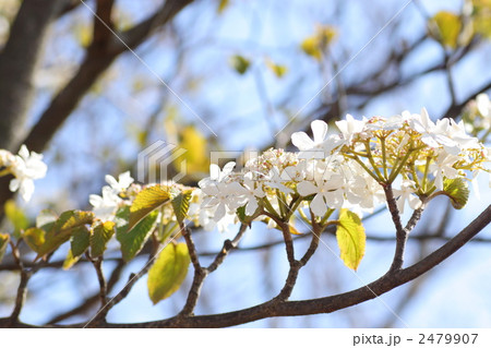 オオカメノキ 2479907