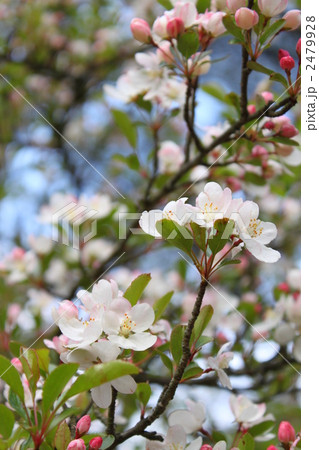 ノカイドウの花 2479928