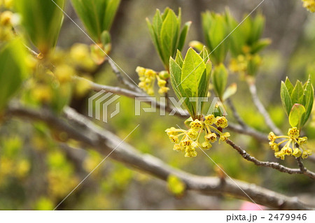 カナクギノキの芽吹き 2479946