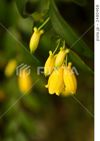 キイジョウロウホトトギス 2480468