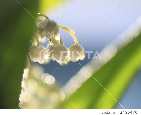 2480470
