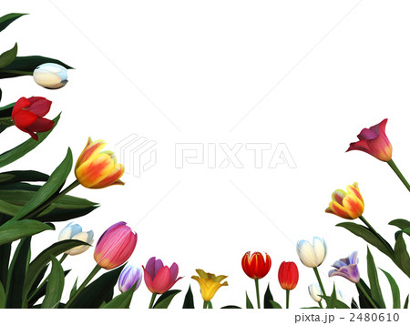チューリップ チューリップ 2480610