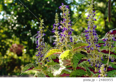 10月　コリウス・シソ科41 2480955