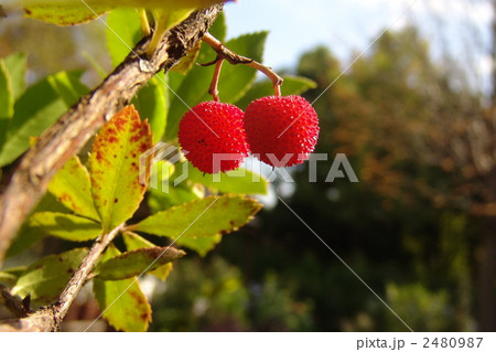 11月　イチゴノキ・ツツジ科03 2480987