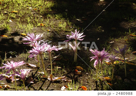 11月　イヌサフラン・ユリ科27 2480988