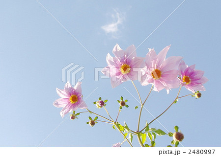 11月　コウテイダリヤ・キク科45 2480997