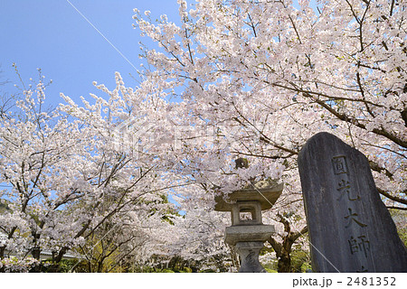 二寧坂 維新の桜 二寧坂 維新の桜 2481352