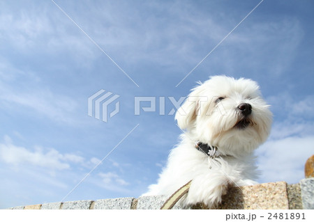 青空の下くつろぐ犬 2481891