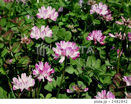 ゲンゲ(蓮華草) ゲンゲ(蓮華草) 2482842