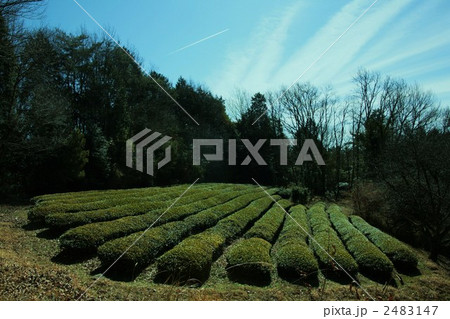茶畑 2483147