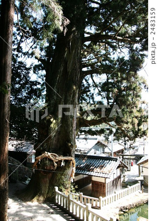 中山道大湫宿 神明神社の大杉 2483159