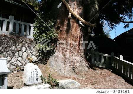 中山道大湫宿 神明神社の大杉 2483161