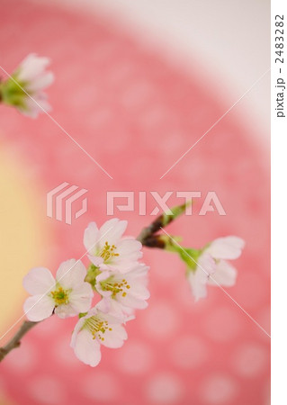 啓翁桜と扇子 2483282