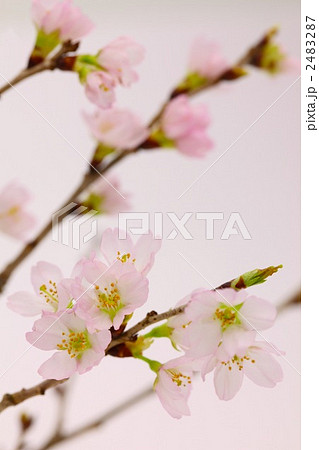 啓翁桜 2483287