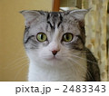 猫 2483343
