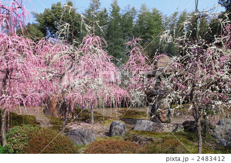 満開の枝垂れ梅庭園 2483412