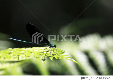 緑の宝石『リュウキュウハグロトンボ♂』2 2484552