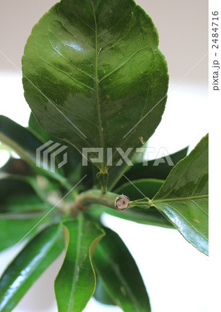 アマナツ　甘夏　 苗木 2484716