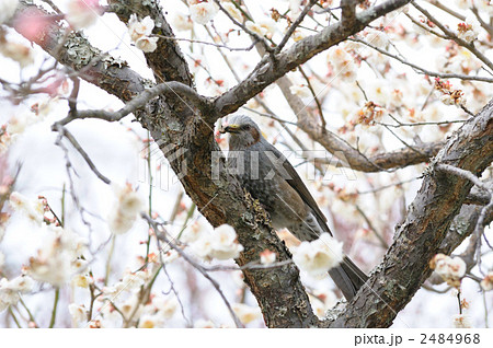 ヒヨドリ１２ 2484968