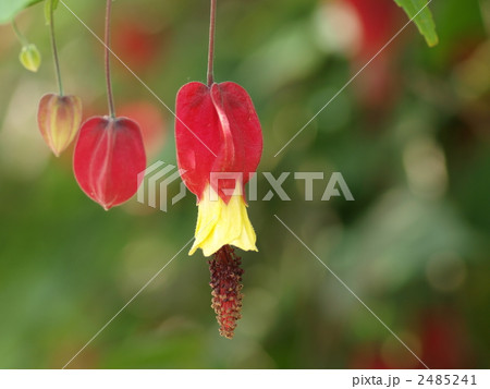 ウキツリボクの花 ウキツリボクの花 2485241