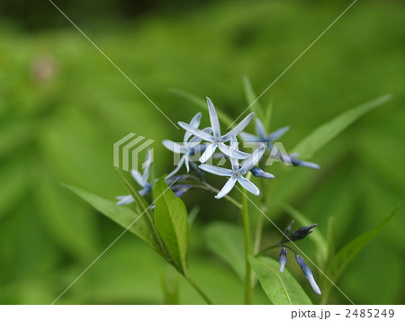 チョウジソウの花 2485249