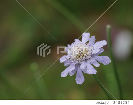 マツムシソウの花 2485254