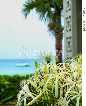 宮古島の海とハマユウの花、ヨット 2485262