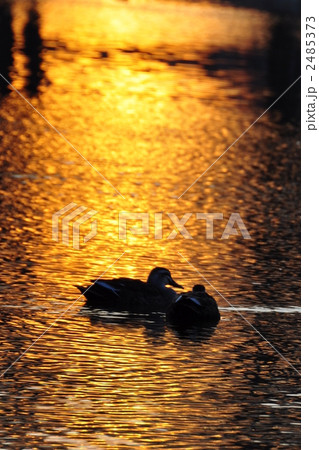 夕日に照らされる池 夕日に照らされる池 2485373