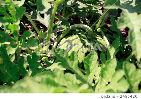 スイカ畑 2485420