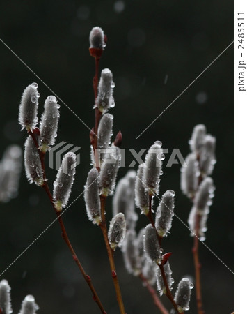 雪に耐えるネコヤナギ 2485511