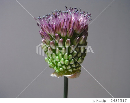 タンチョウアリウムの写真素材