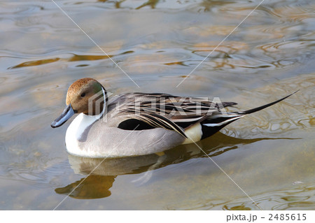 オナガガモ（オス） 2485615