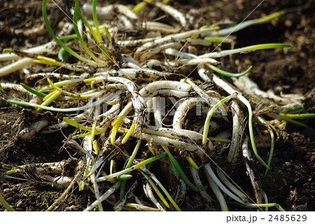 あさつきの収穫 2485629