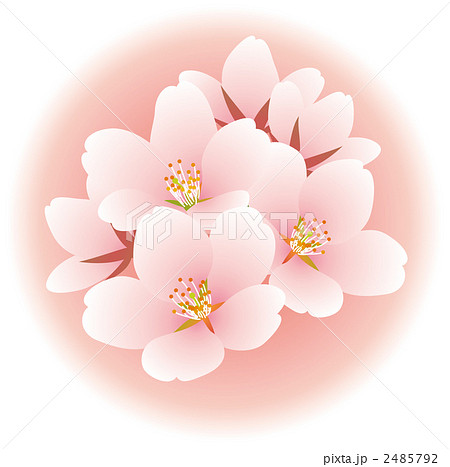 丸の中の桜の花のイラスト素材