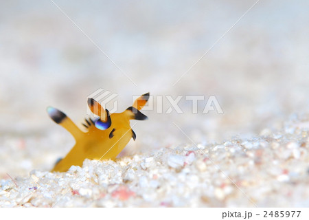ウミウシ 2485977