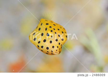 ハコフグ 2486009