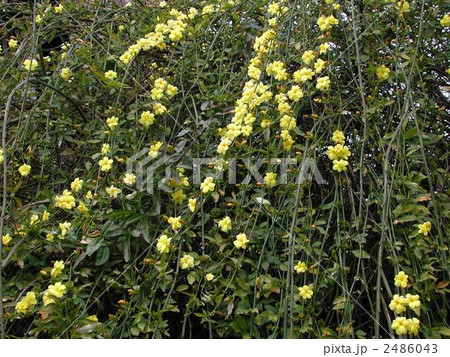 ウンナンオウバイ 2486043