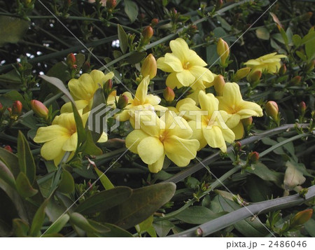 ウンナンオウバイ ウンナンオウバイ 2486046