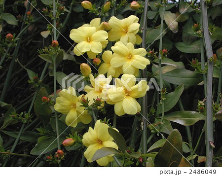 ウンナンオウバイ ウンナンオウバイ 2486049