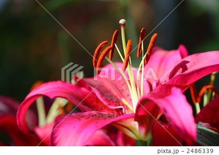 赤ゆり 赤ゆり 2486339