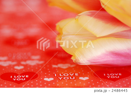 かわいいチューリップ かわいいチューリップ 2486445