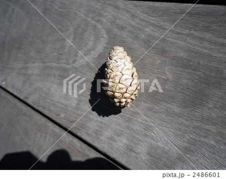 松ぼっくり 2486601