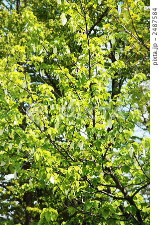 ハンカチの木 2487584