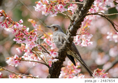 ヒヨドリ ヒヨドリ 2487654